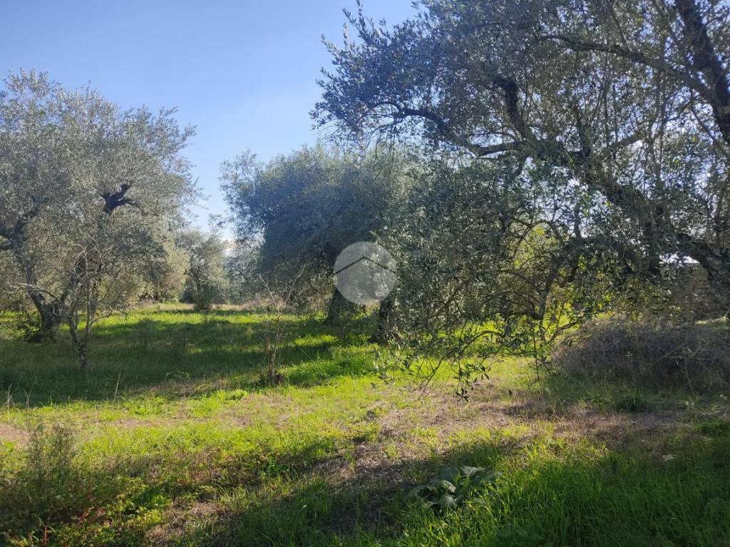 immagine annuncio 6 di 9