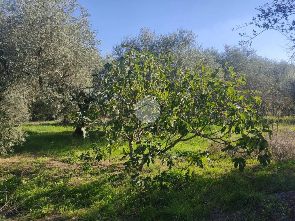 immagine annuncio 8 di 9