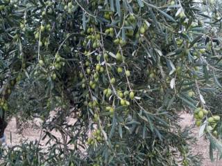 Terreno agricolo in vendita a bisceglie via san mercuro s.n.c