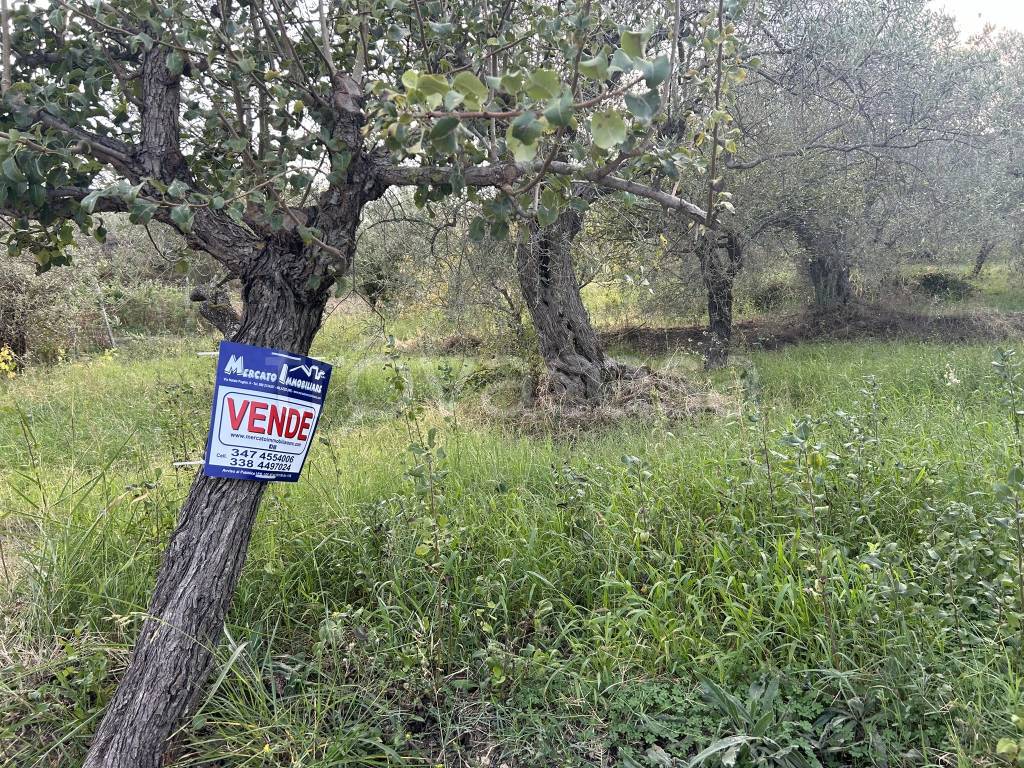 immagine annuncio 3 di 12