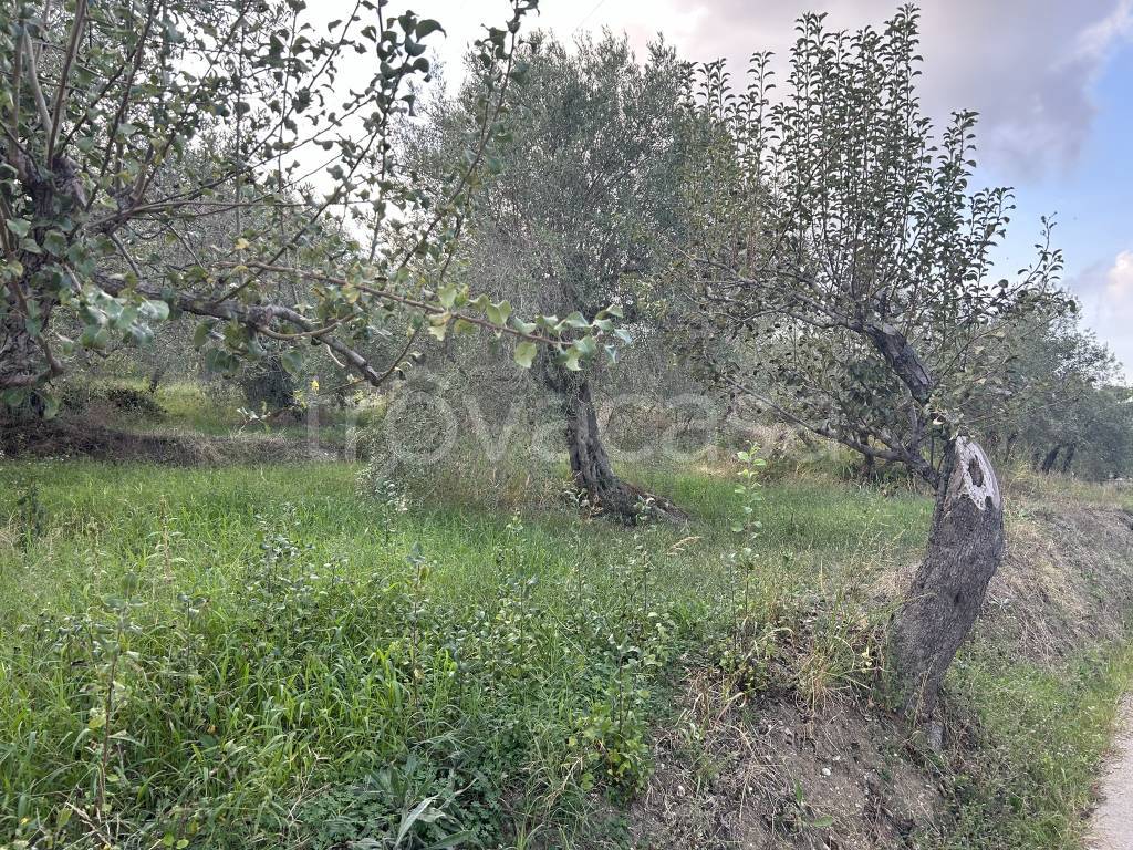 immagine annuncio 5 di 12