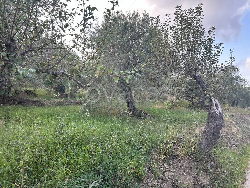 immagine annuncio 6 di 12