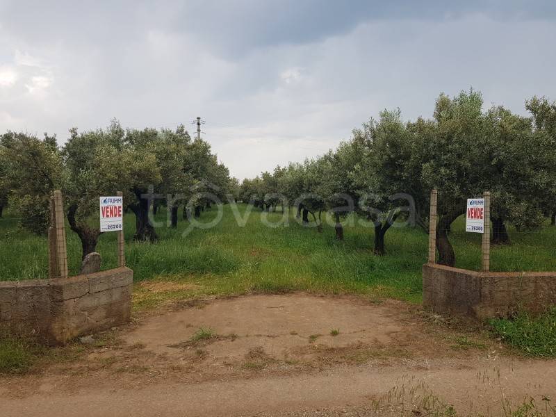 Terreno Agricolo in vendita a Lamezia Terme localitã  Bosco Amatello