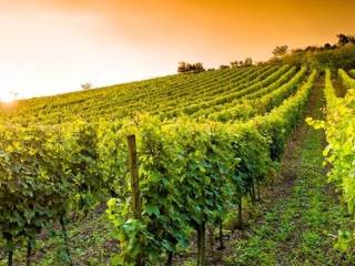 Terreno agricolo in vendita a fermo 