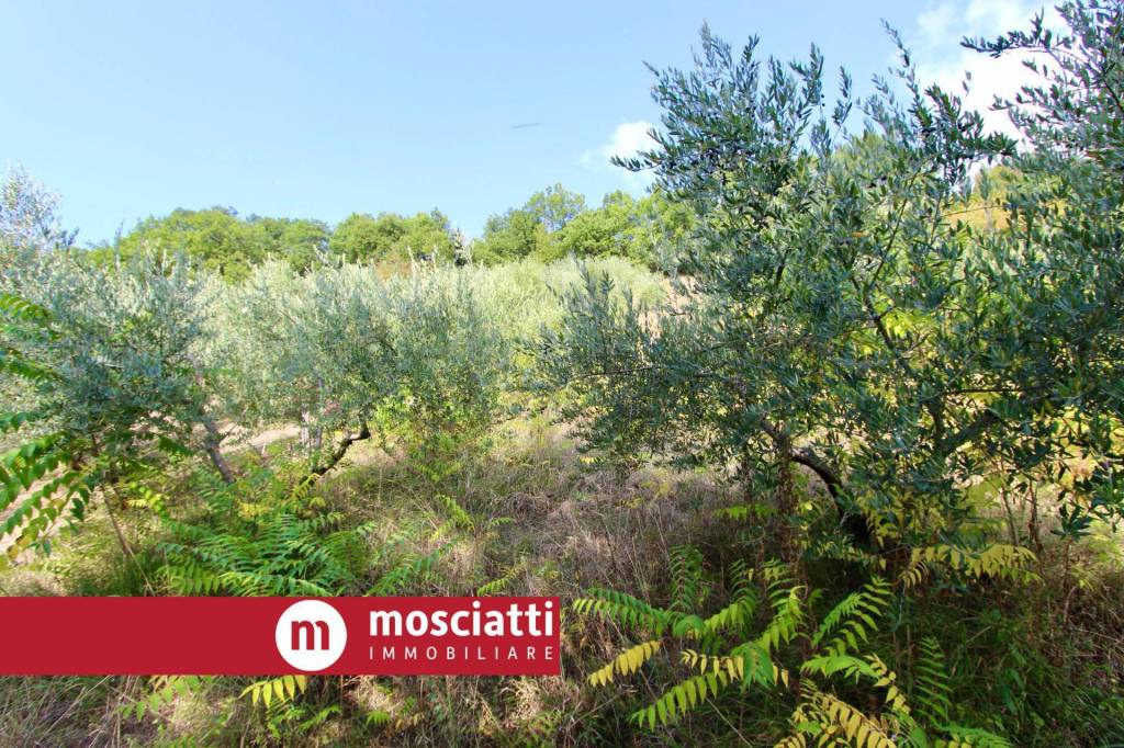 immagine annuncio 4 di 6