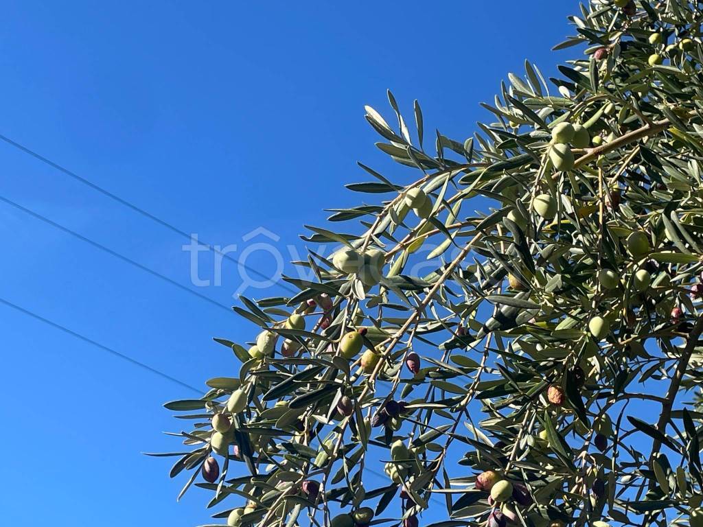 immagine annuncio 5 di 6