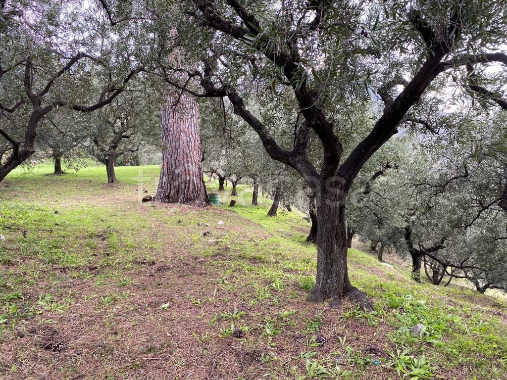 immagine annuncio 7 di 9