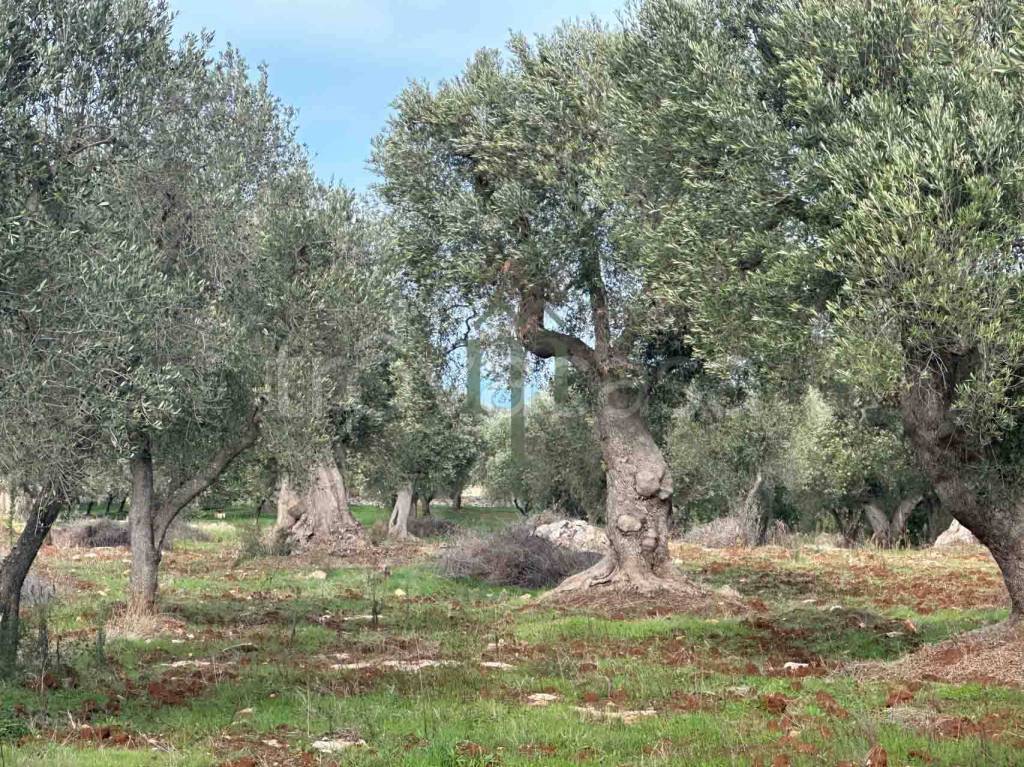 immagine annuncio 1 di 7