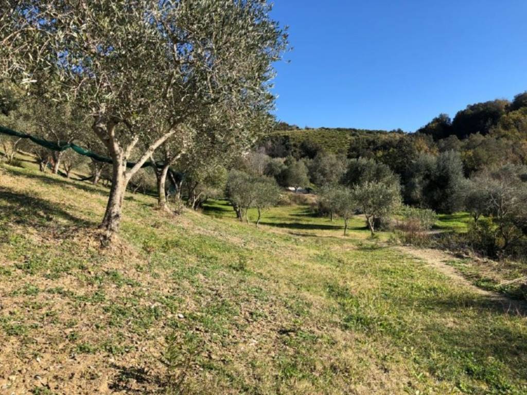 immagine annuncio 3 di 8