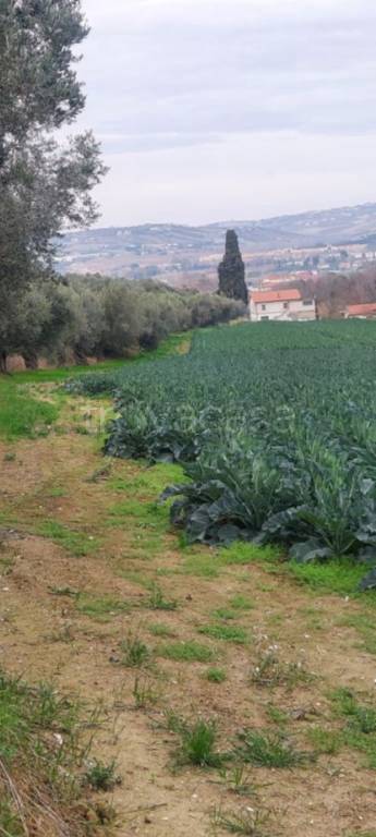 Terreno Agricolo in vendita ad Alba Adriatica via Certosa, 24