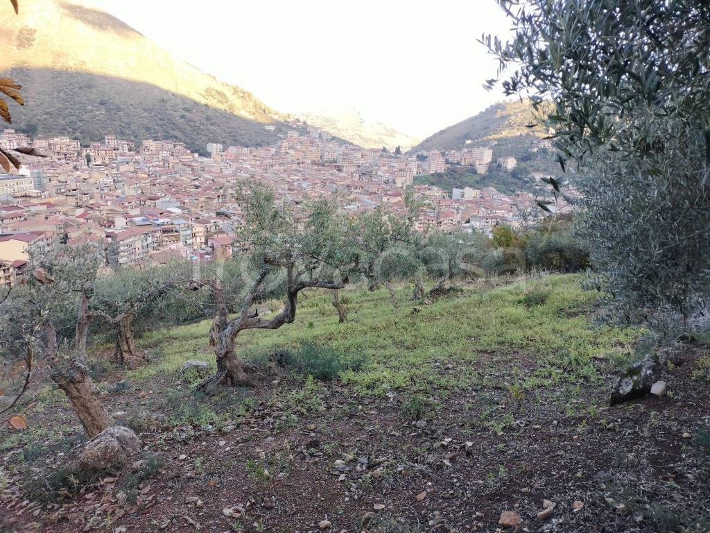 Terreno Agricolo in vendita a Belmonte Mezzagno via del Bosco