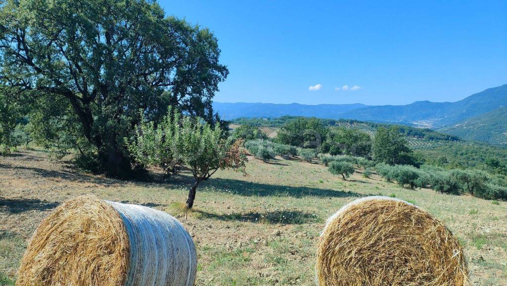 Terreno Agricolo in vendita a San Donato di Ninea ombrece