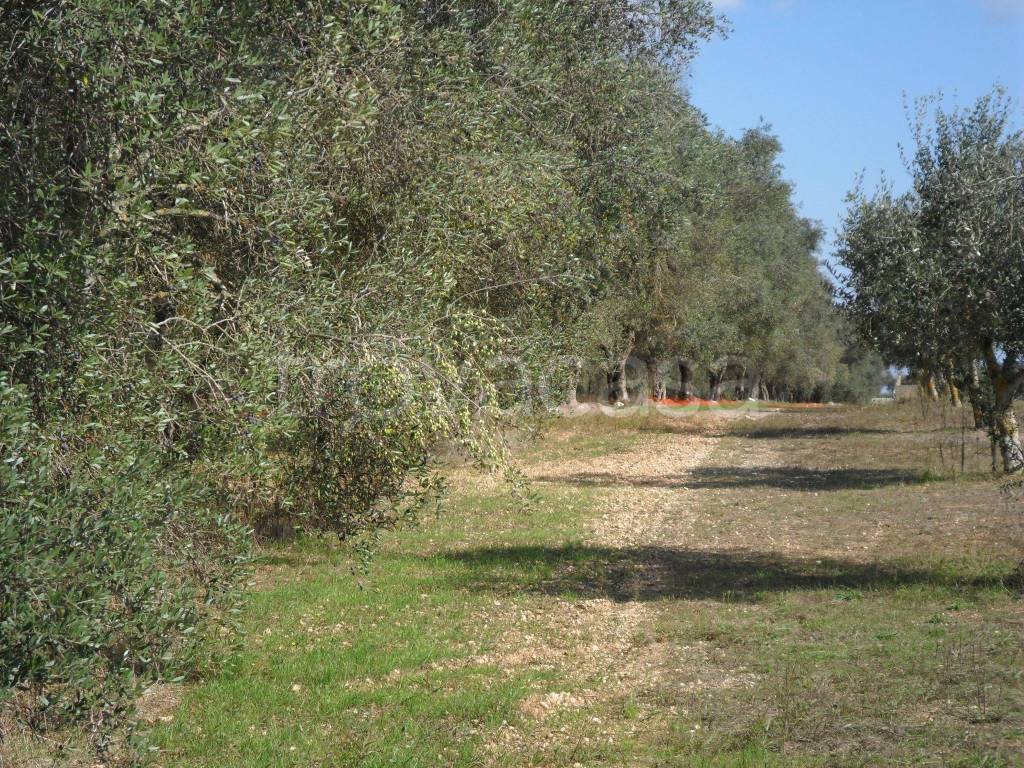 immagine annuncio 7 di 11