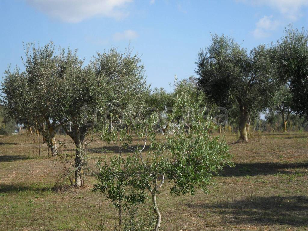 immagine annuncio 8 di 11