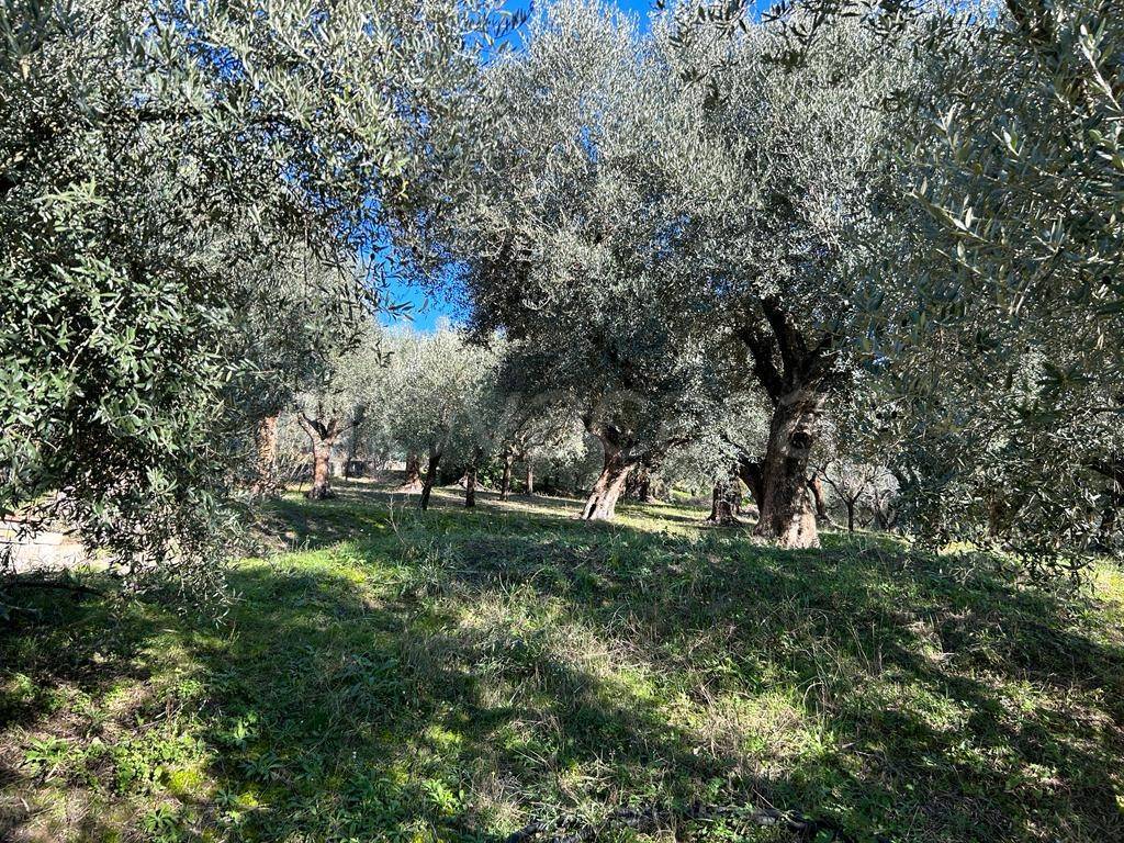 immagine annuncio 1 di 14