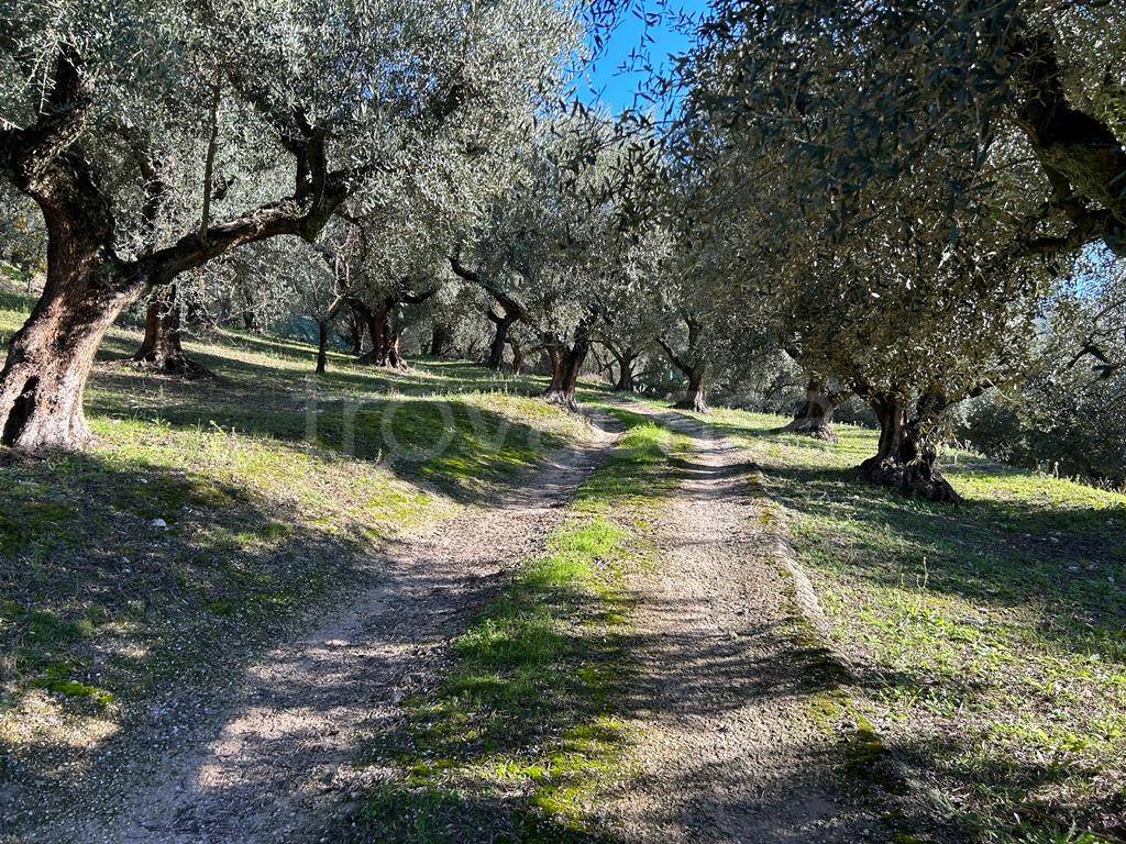 immagine annuncio 3 di 14