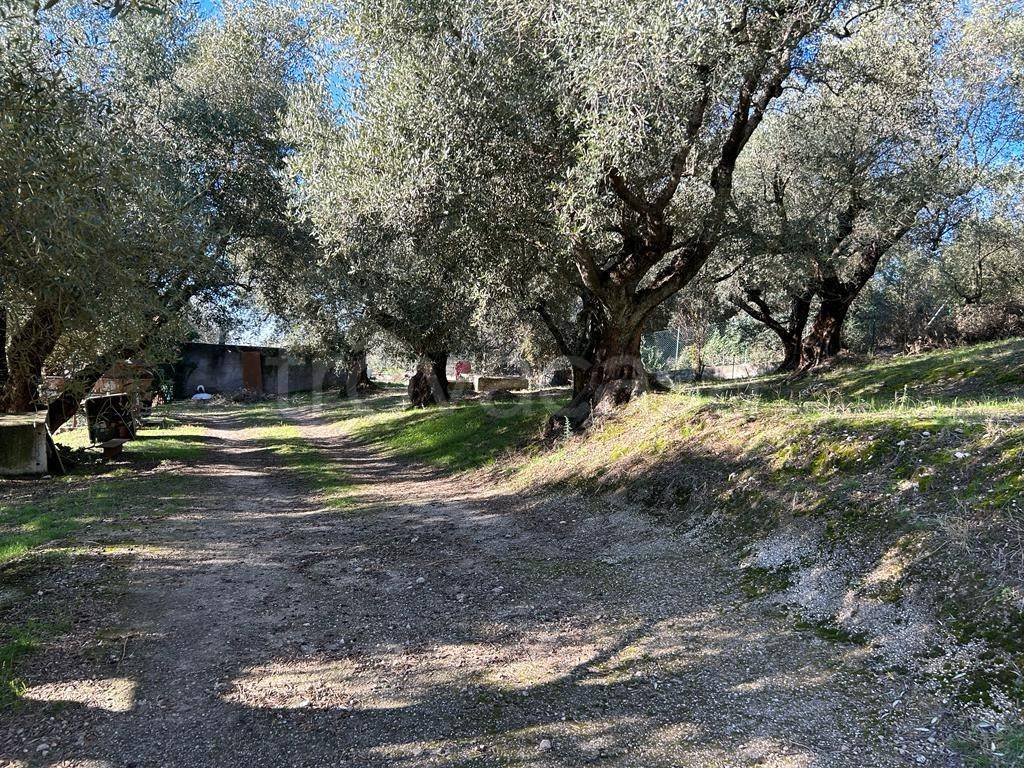 immagine annuncio 6 di 14