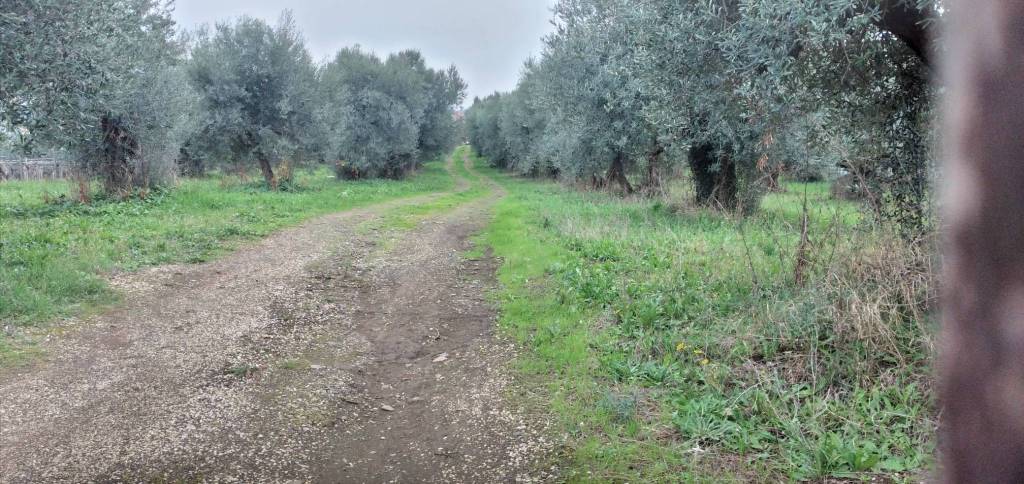 immagine annuncio 3 di 9