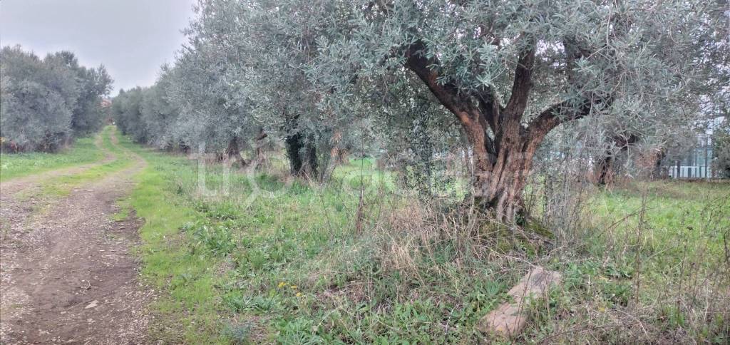 immagine annuncio 4 di 9