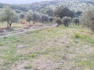 Terreno agricolo in vendita a lattarico via torricella, 12