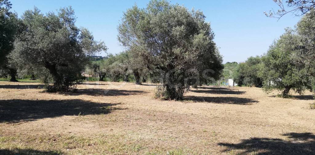 immagine annuncio 8 di 12