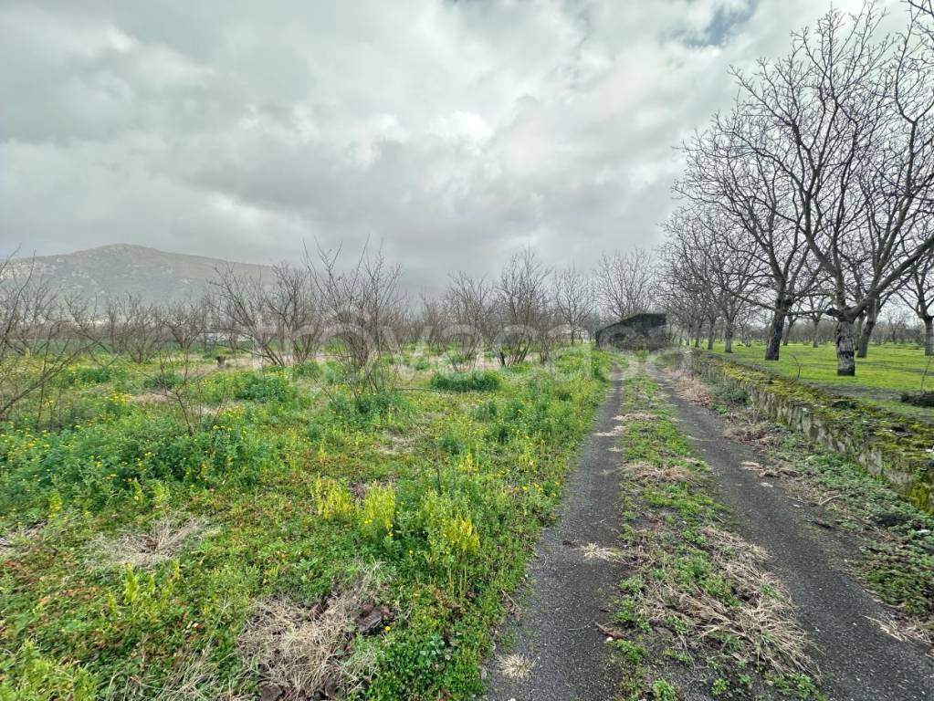 Terreno Agricolo in vendita a Palma Campania via Tavernanova