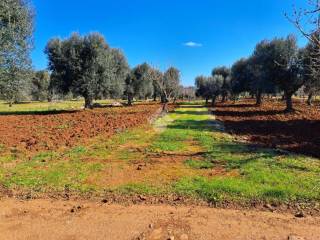 Terreno agricolo in vendita a carovigno contrada aspri