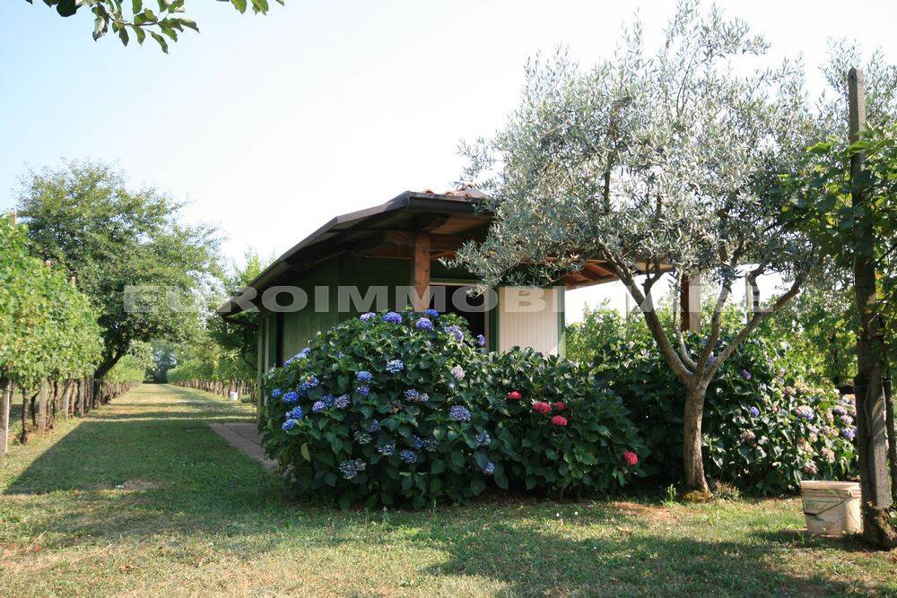 immagine annuncio 4 di 15