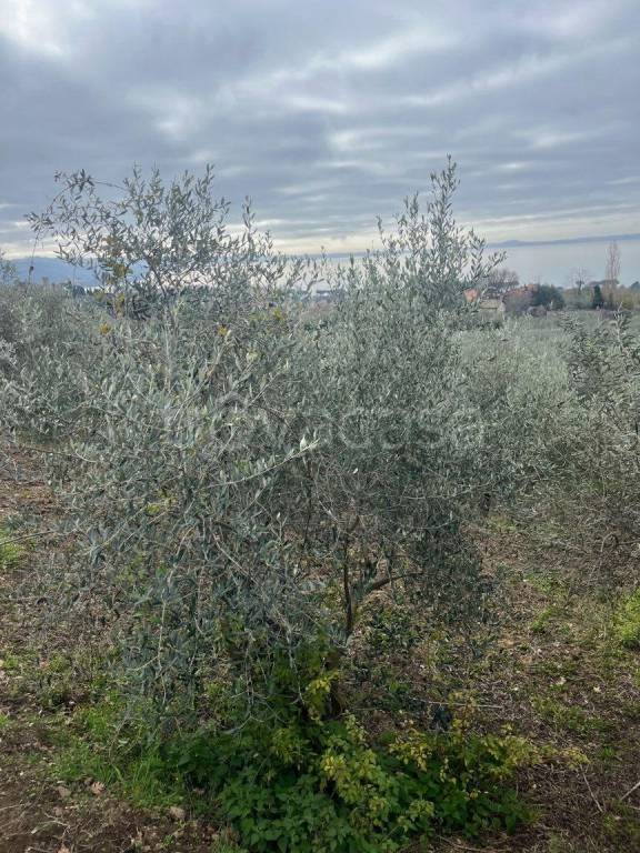 immagine annuncio 4 di 6