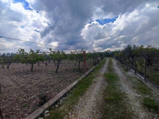 Terreno agricolo in vendita a trani strada vicinale vecchia bisceglie