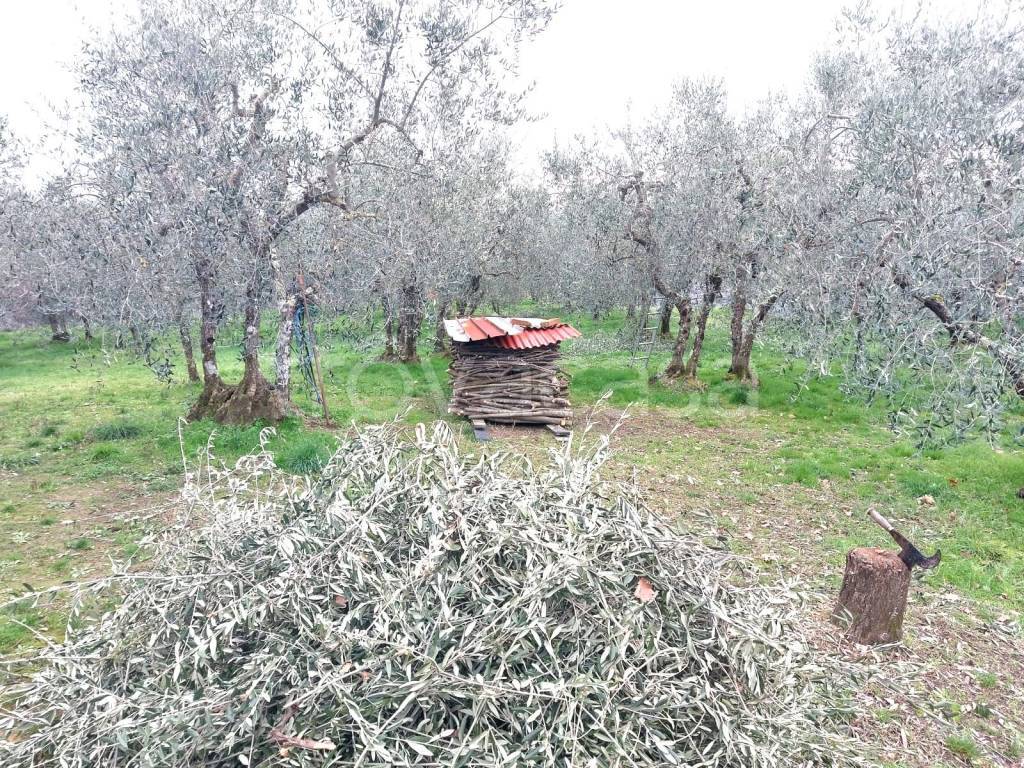 immagine annuncio 5 di 11