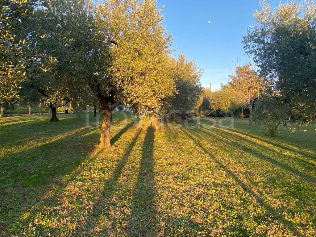 immagine annuncio 4 di 12