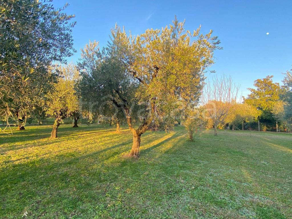 immagine annuncio 2 di 12
