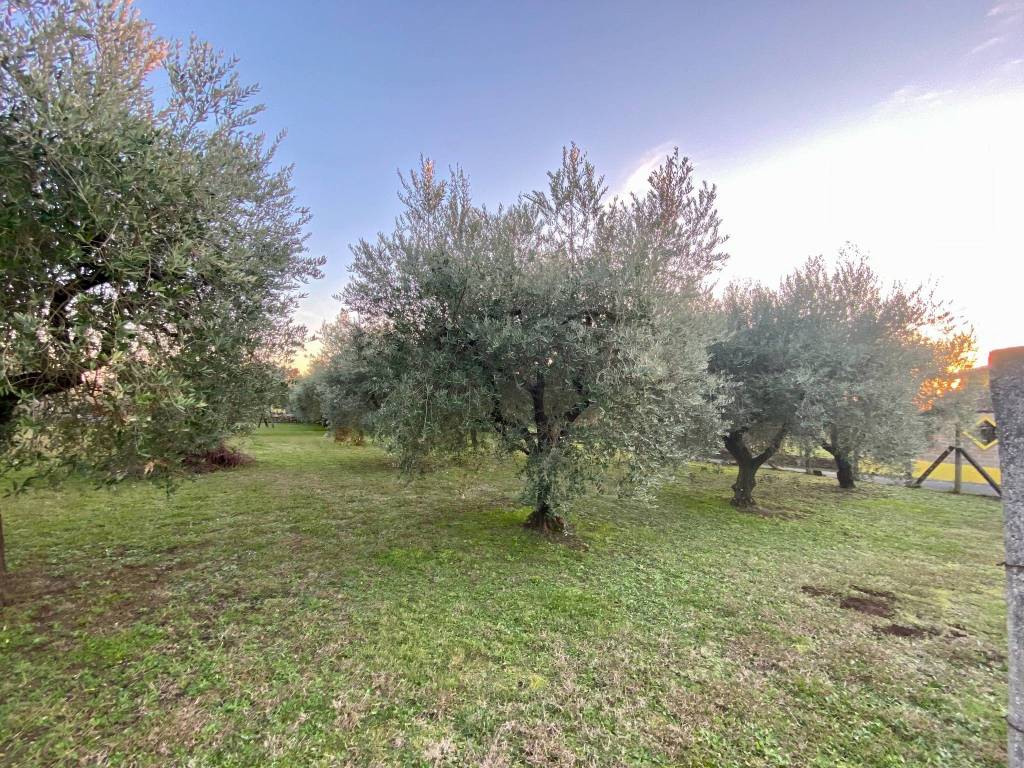 immagine annuncio 6 di 12