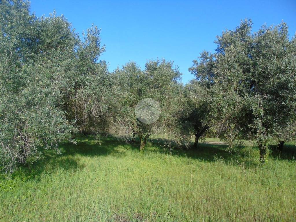 immagine annuncio 9 di 11