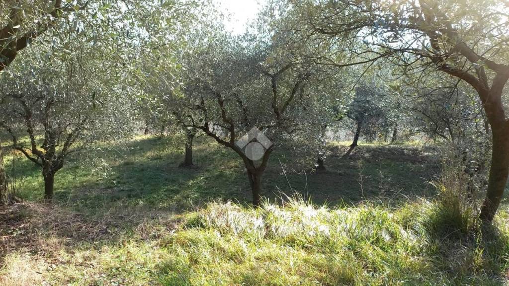 Terreno Agricolo in vendita a Castegnero via Roma