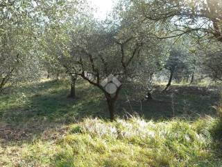 Terreno agricolo in vendita a castegnero via roma