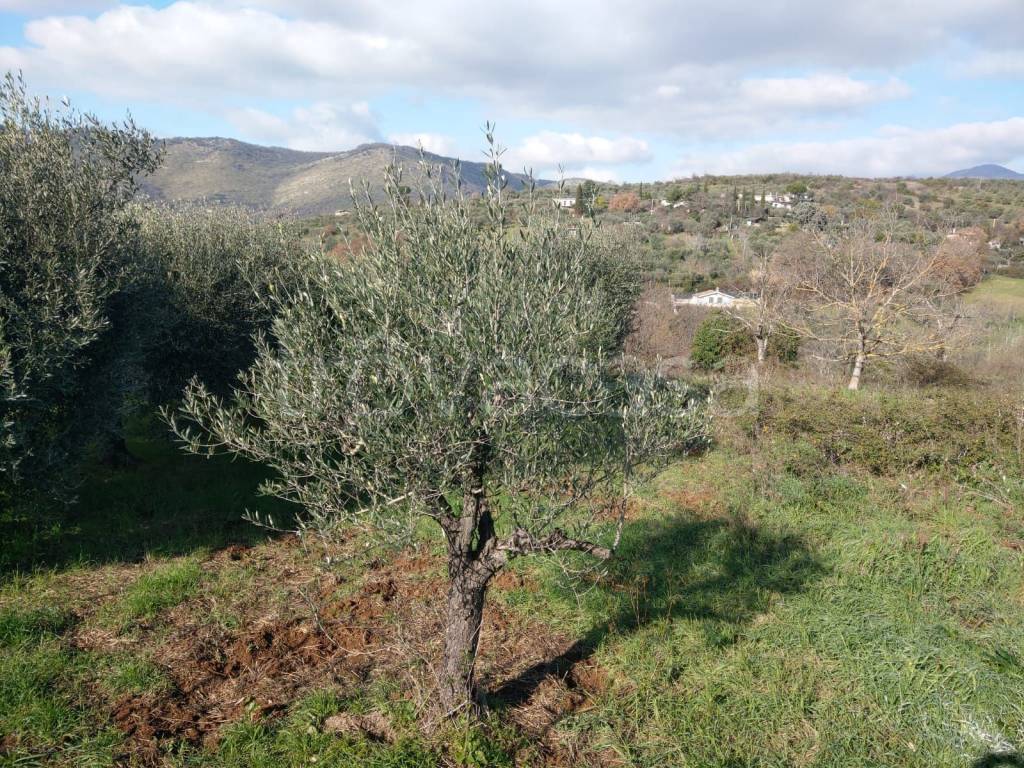 immagine annuncio 8 di 11