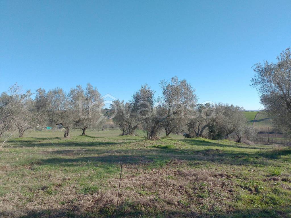 immagine annuncio 3 di 7