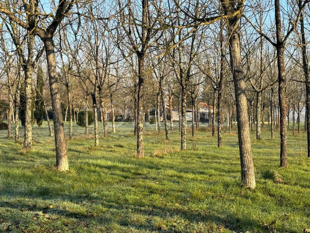immagine annuncio 8 di 9