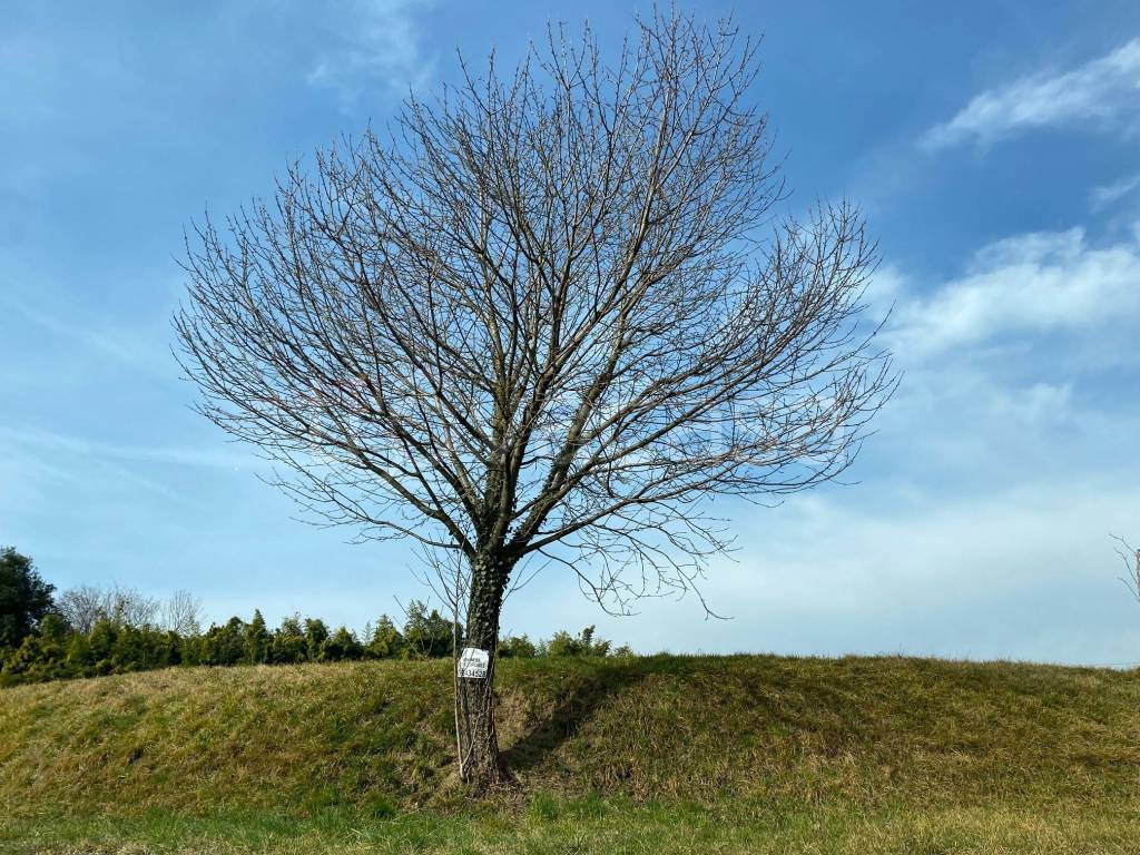 immagine annuncio 8 di 13