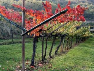 Terreno agricolo in vendita a isera loc. casette, 5