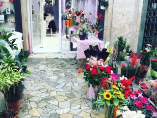 Piante e fiori in in vendita da privato a frascati galleria vittorio emanuele ii, 15