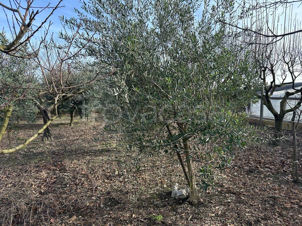 immagine annuncio 5 di 8