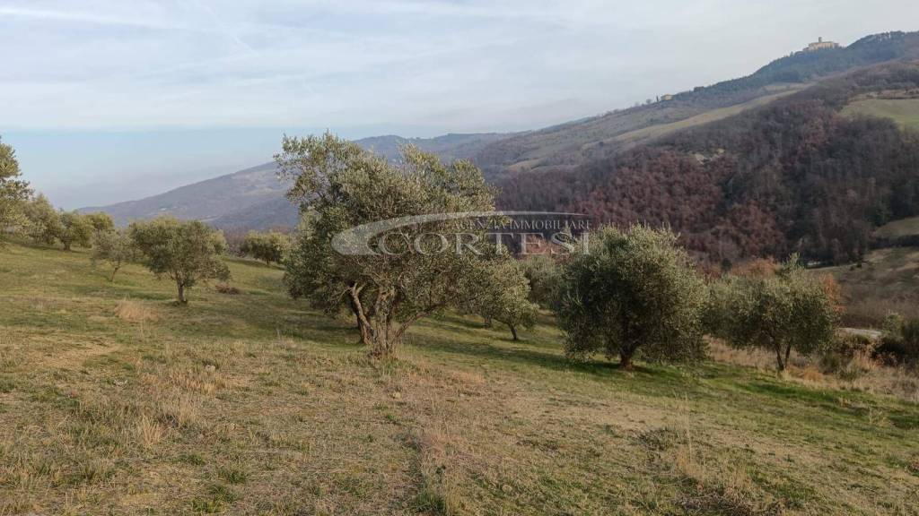 Terreno Agricolo in vendita a Monte Santa Maria Tiberina