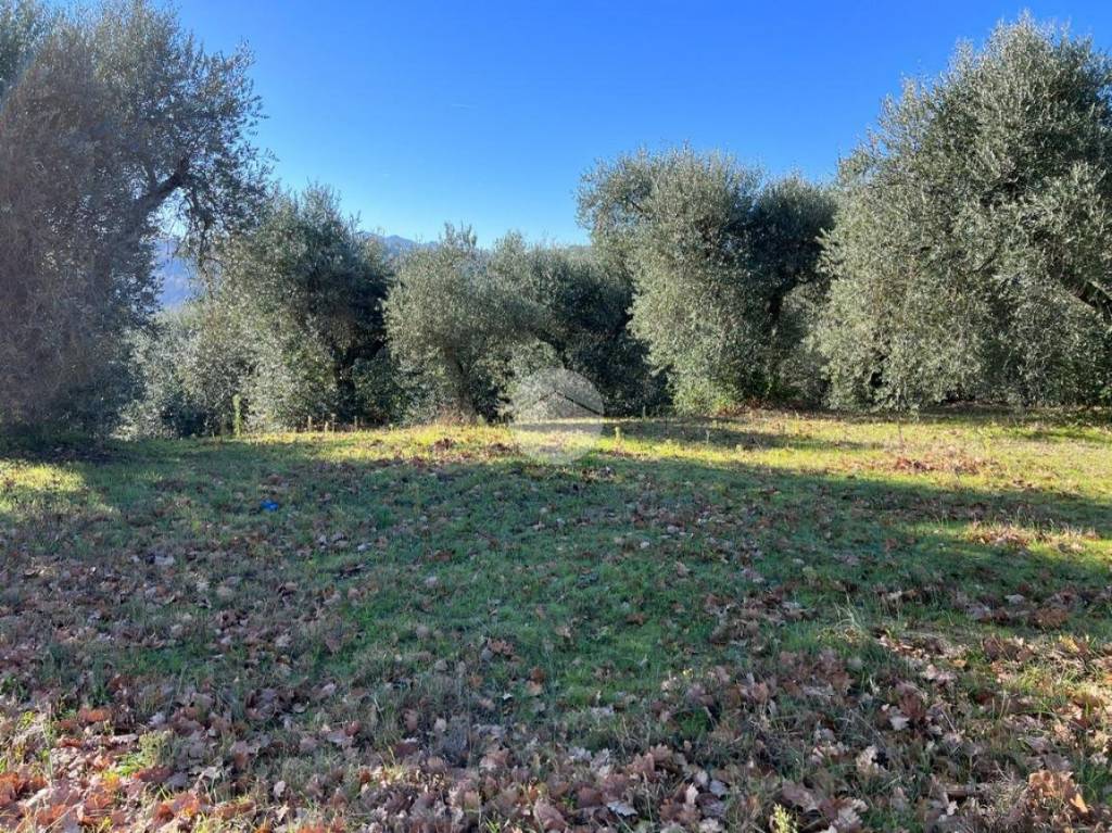 immagine annuncio 5 di 12