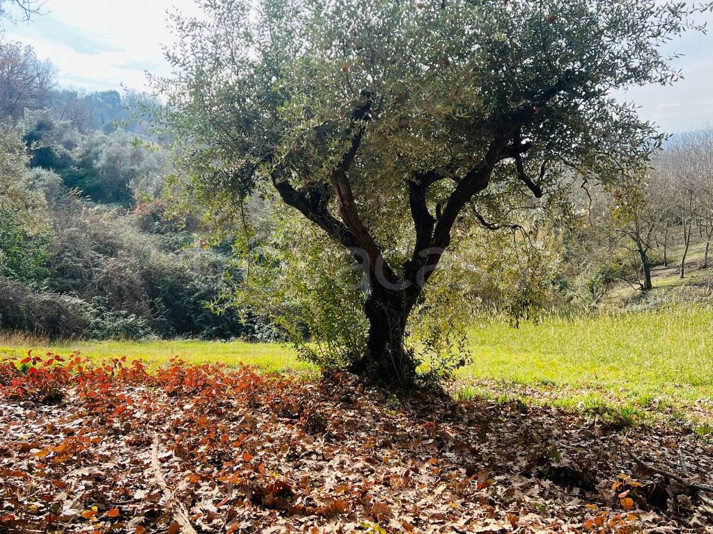 immagine annuncio 11 di 12