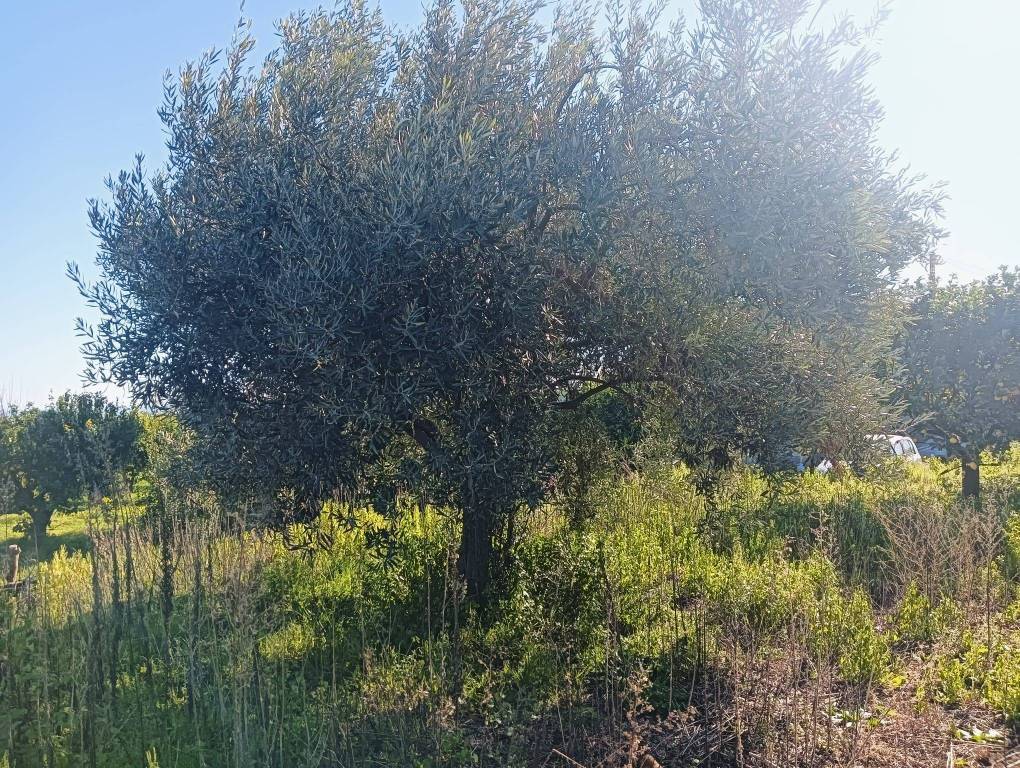 immagine annuncio 4 di 7