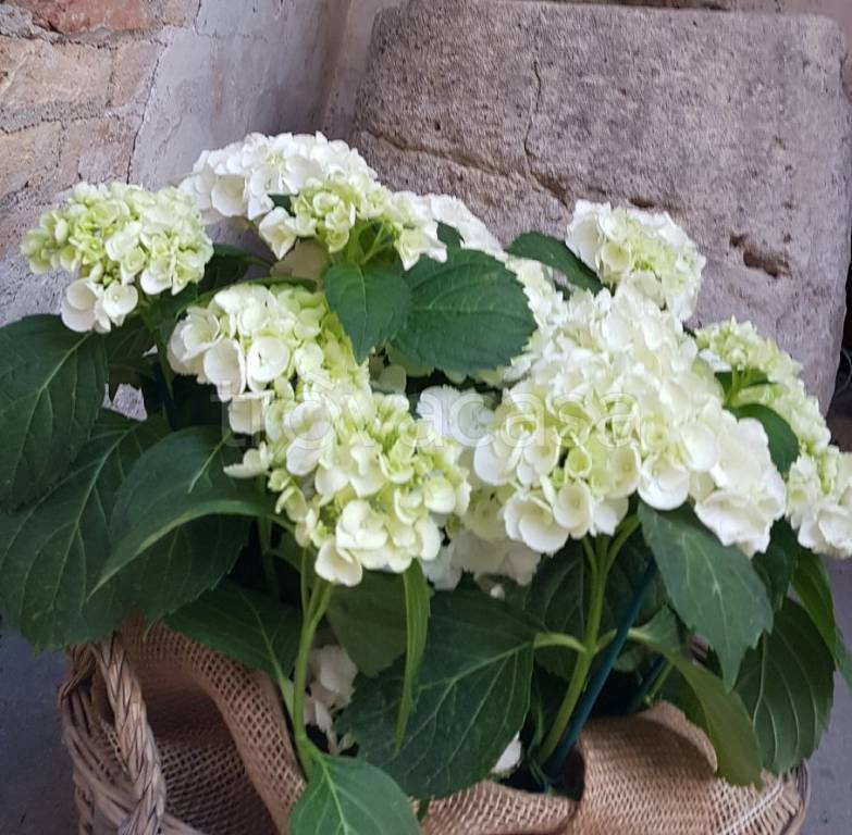 immagine annuncio 3 di 6