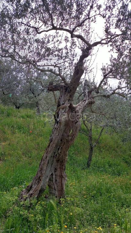 immagine annuncio 2 di 3
